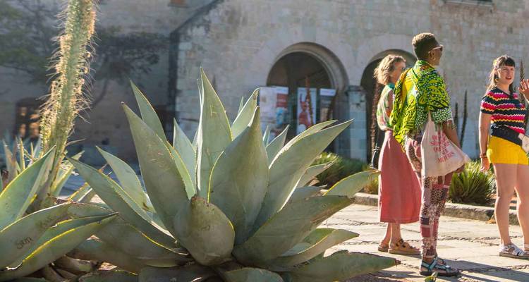 Groupe de voyageurs discutant à côté d'une grande plante d'agave dans une cour ensoleillée à Oaxaca.