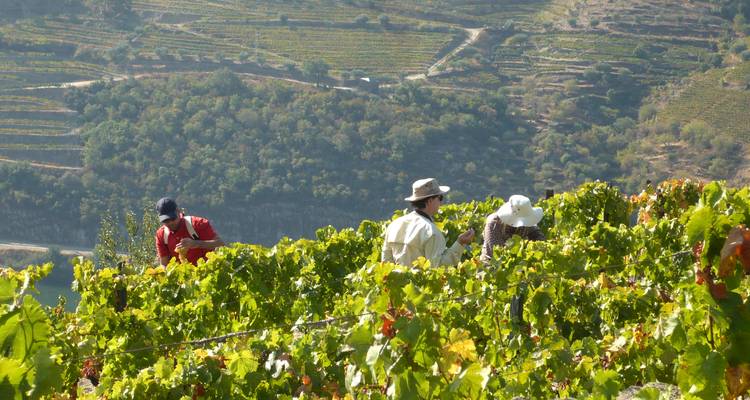Les travailleurs récoltent les raisins parmi les rangées de vignobles luxuriants sur les pentes abruptes de la vallée du Douro.