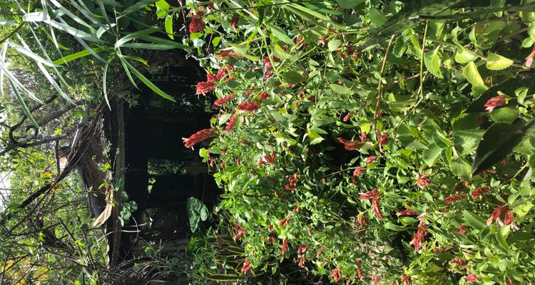 Jardin tropical luxuriant rempli d'un feuillage vert dense et de fleurs rouges entourant un abri rustique en bois.