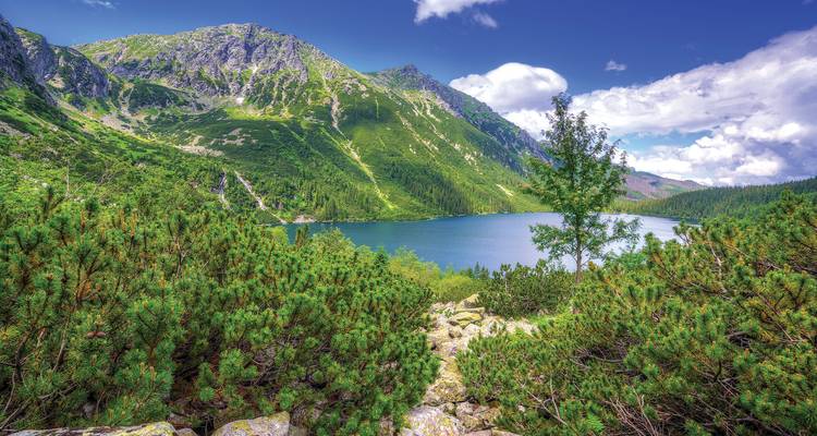 Emerald alpine lake surrounded by rugged High Tatra peaks and lush pine shrubs under a vibrant sky.
