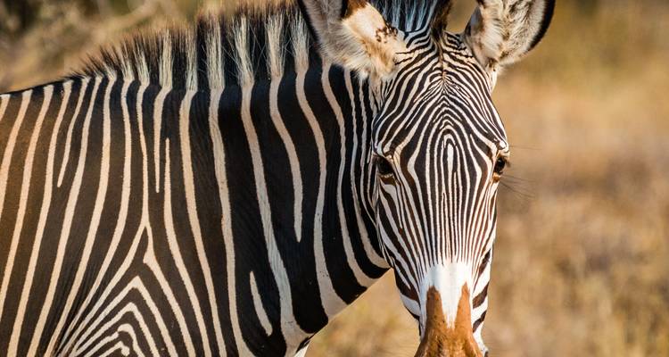 Primer plano de una cebra de Grevy mostrando sus rayas estrechas distintivas bajo la cálida luz de la tarde.