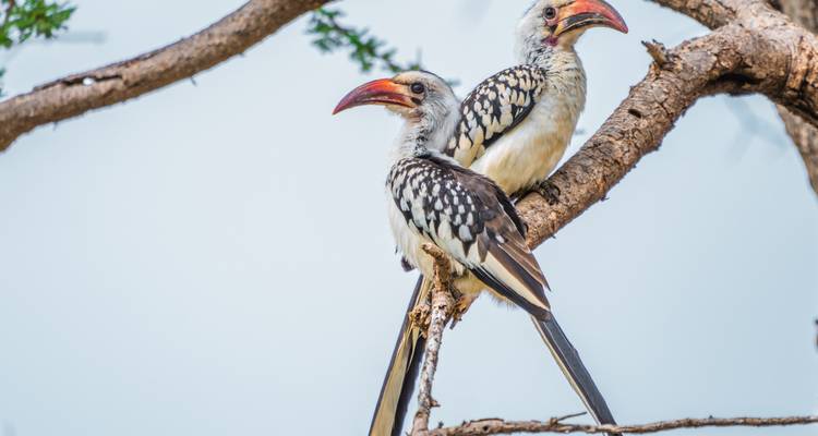Dos cálaos posados en una rama contra un cielo pálido.