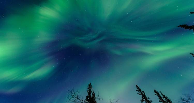 Vortex tourbillonnant d'aurore verte et violette illuminant le ciel nocturne haut au-dessus des cimes des arbres.