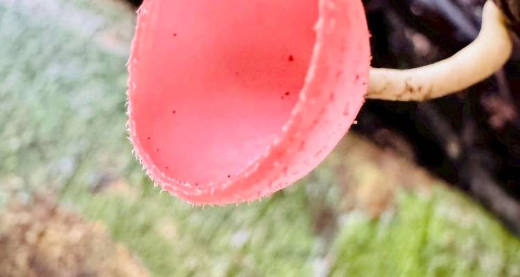 Gros plan d'un champignon coupe rose avec une mise au point douce et un arrière-plan herbeux.