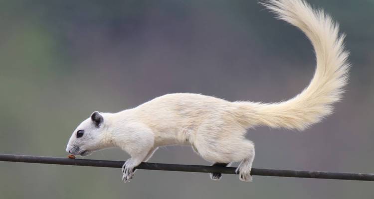 Rare creamy-white squirrel balances on a cable against a soft forest backdrop