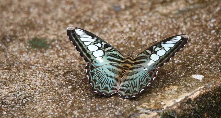 Large turquoise and black butterfly resting on textured ground