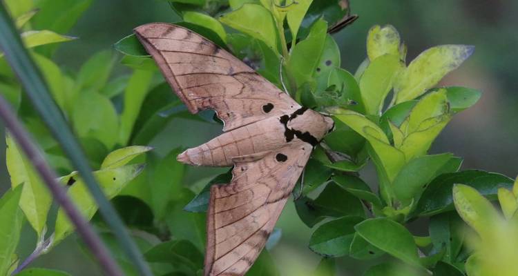 Brown moth with cut-out wing pattern perched on green shrub