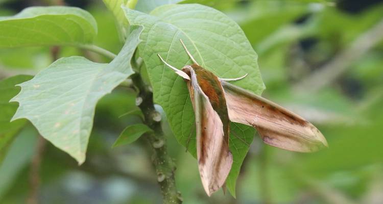 Greenish-brown moth resting on a fresh leaf