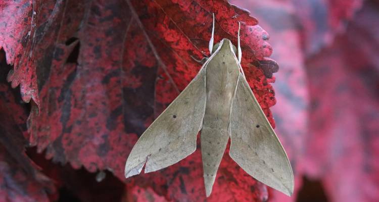 Olive-green sphinx moth camouflaged against vivid red foliage