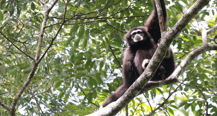 Black gibbon perched high in a leafy rainforest canopy
