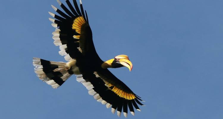 Great hornbill soaring against a clear blue sky, wings fully spread