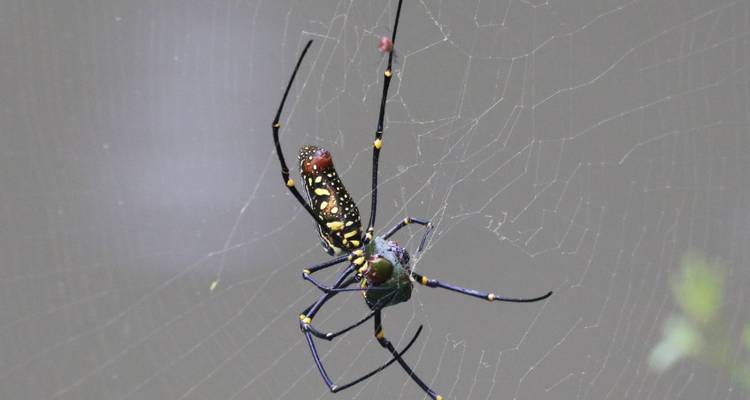 Colorful orb-weaver spider centered on a delicate web