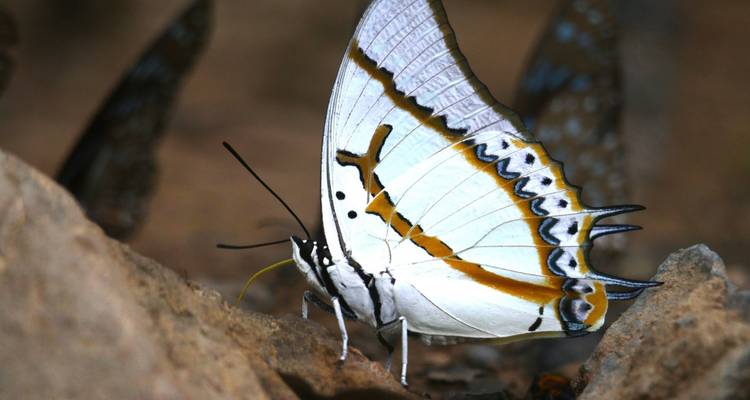 White butterfly with striking patterns perched on a rock