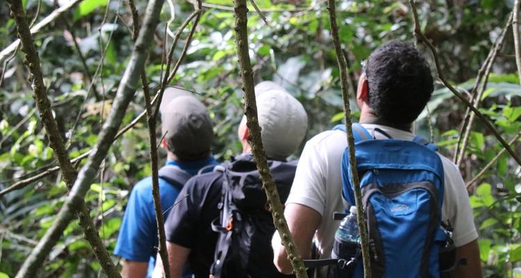 Three rainforest hikers gaze upward through dense vegetation