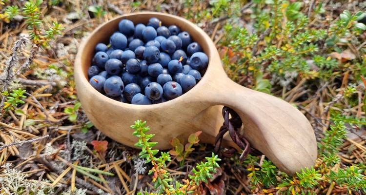 Wooden kuksa cup filled with fresh blueberries resting on mossy forest floor