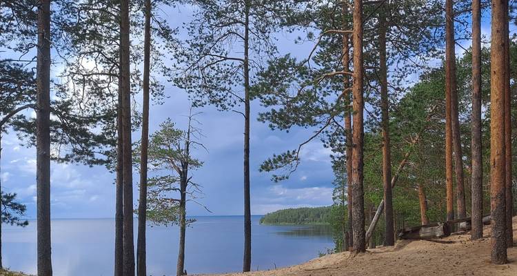 Serene lake viewed through tall pine trees with sandy shore in foreground