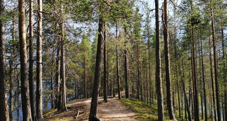 Narrow dirt trail winds through dense Finnish pine forest on sunny afternoon