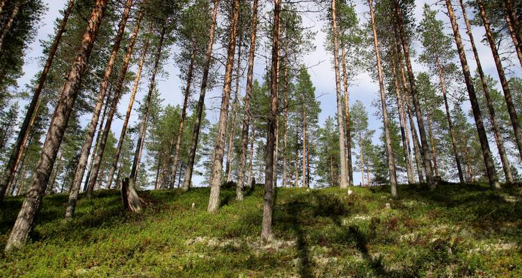 Tall straight pines rise from green undergrowth on a sunny forest hillside