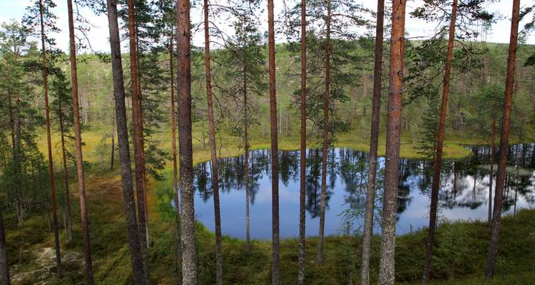 Small forest pond reflects sky as pine trunks frame the view from above