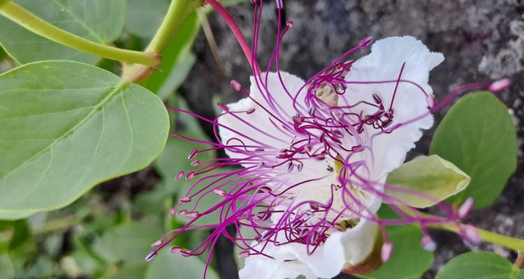 Macro shot of delicate white blossom with vivid purple stamens