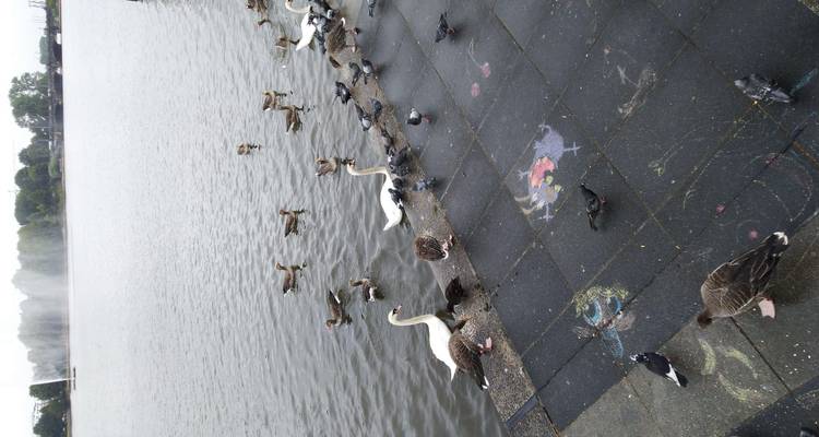 Scène au bord du lac avec des cygnes, des canards et des pigeons à proximité de dessins à la craie sur le pavé mouillé