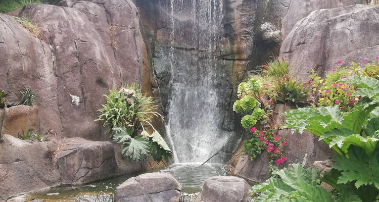 Petite cascade s'écoulant sur une paroi rocheuse entourée de plantes luxuriantes