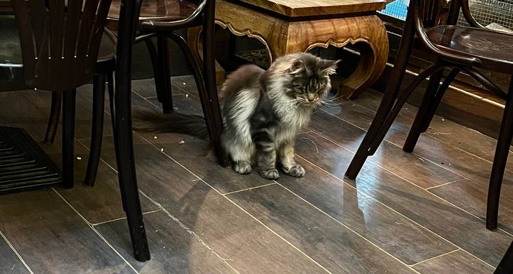 Eine flauschige Katze, die auf einem Holzboden zwischen dunklen Café-Stühlen sitzt.