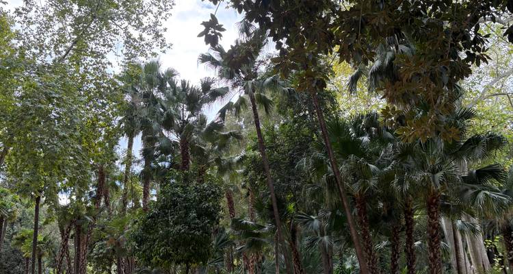 Scène de jardin dense remplie de palmiers élancés et d'arbres feuillus sous des ciels partiellement nuageux.