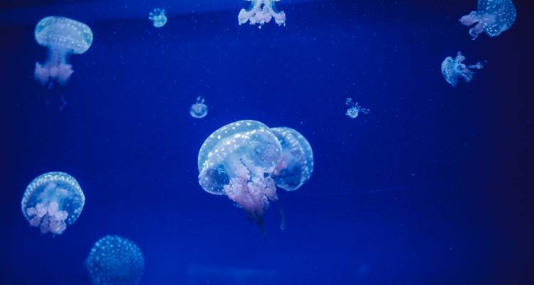 Des méduses brillantes flottant dans l'eau bleu profond d'un aquarium.