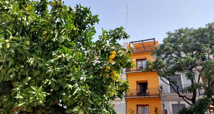 Des citronniers et des orangers devant des façades résidentielles méditerranéennes colorées par une journée dégagée.