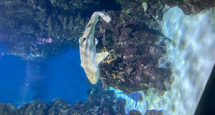 Bassin d'aquarium avec un requin-léopard tacheté nageant parmi les rochers et les coraux