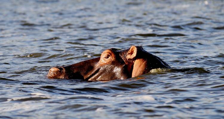 Gros plan d'un hippopotame largement submergé, les yeux et les oreilles émergeant au-dessus de l'eau ondulante.