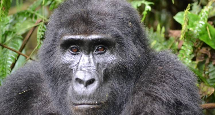 Primer plano íntimo del rostro de un gorila adulto con profundos ojos marrones y fondo de selva
