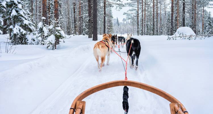 Point de vue depuis un traîneau à chiens alors que des huskies tirent à travers la neige fraîche et profonde entre de grands sapins.