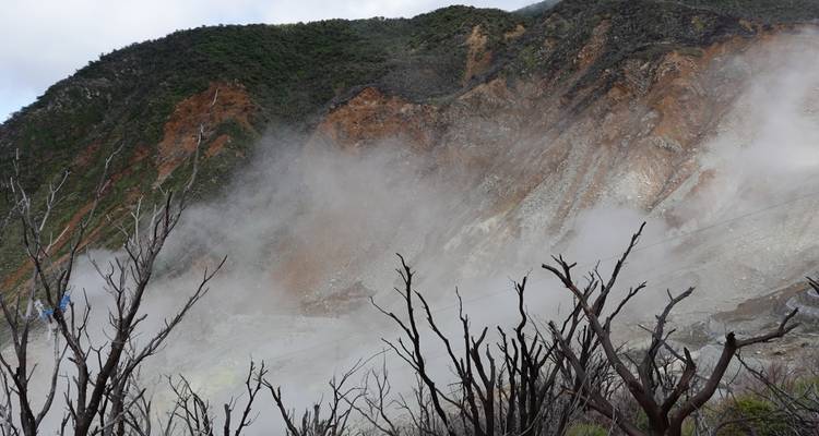 La vapeur s'élève des pentes volcaniques avec des arbres dénudés au premier plan dans une vallée géothermale.