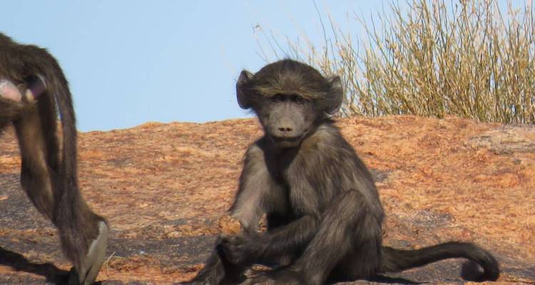 Young baboon sitting on a rocky outcrop under clear blue sky on the Cape Peninsula.
