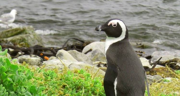 African penguin standing near shoreline vegetation with choppy sea in the background.