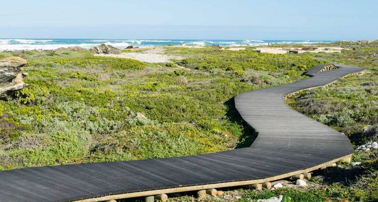 Winding wooden boardwalk meandering through coastal fynbos towards the ocean horizon.