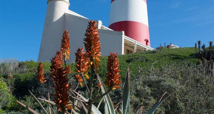 Striped red and white lighthouse on a green hillside framed by blooming aloe plants under blue skies.