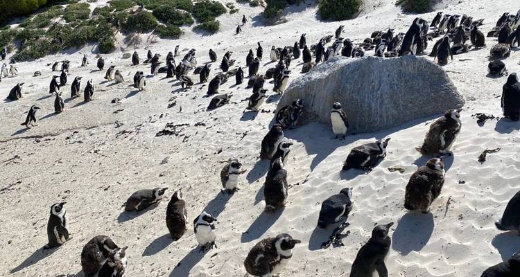 Large colony of African penguins scattered across a sandy beach with boulders and sparse vegetation.