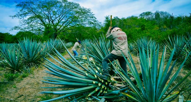 Les agriculteurs d'agave récoltent les plants d'agave bleu dans un champ vibrant sous un arbre feuillu et un ciel bleu.