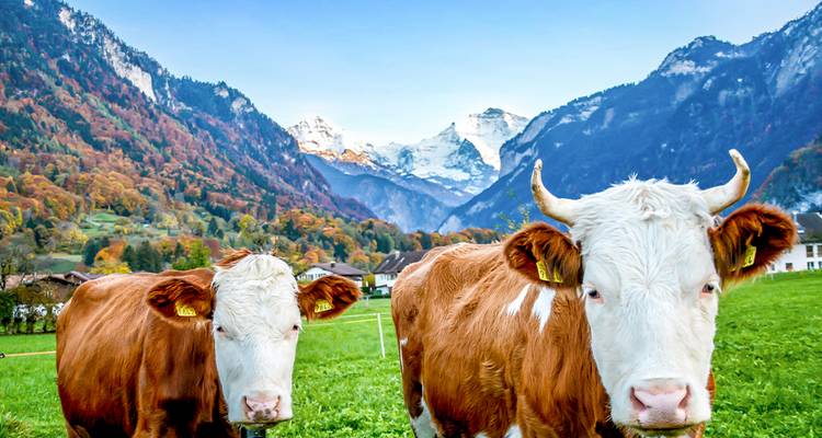 Two curious cows stand in a lush green Swiss valley backed by colourful autumn forests and snowy peaks.