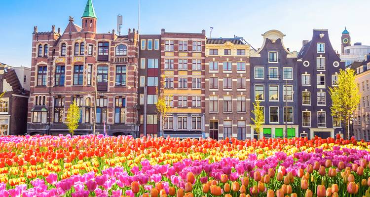 Bright tulip field against classic gabled houses in Amsterdam under a clear blue sky.
