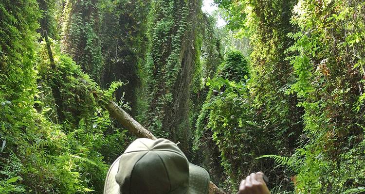 Ein Reisender navigiert durch eine dichte, mit Farnen bewachsene Dschungelschlucht mit umgestürzten Baumstämmen.