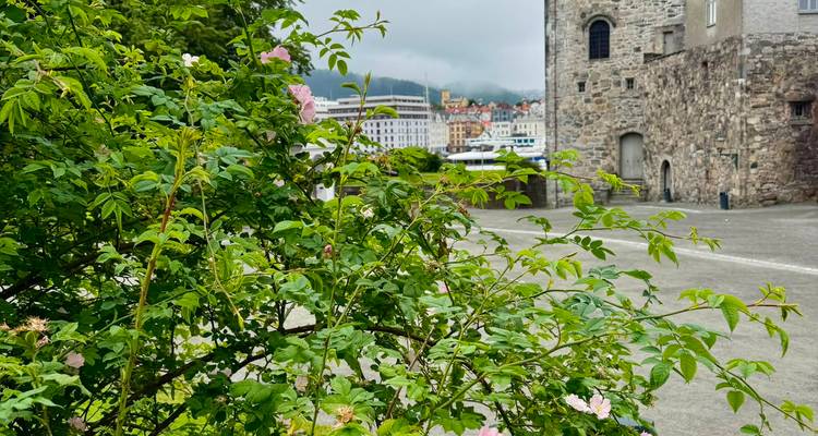 Des buissons aux fleurs roses encadrant une vue vers un mur de forteresse en pierre et le port de la ville au-delà.