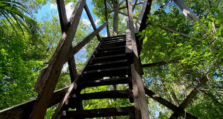 Wooden observation tower staircase shot from below amid dense green jungle canopy.