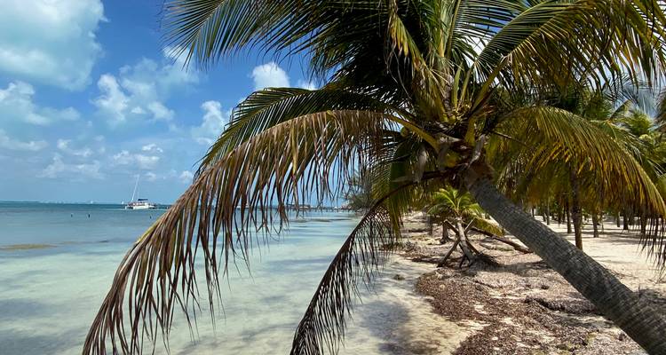 Leaning palm tree over a quiet sandy shore with clear shallow Caribbean sea