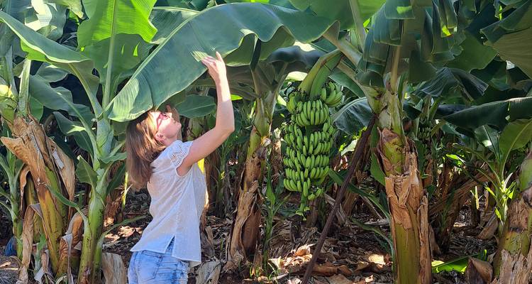 Woman inspecting a large banana leaf inside a dense plantation with hanging fruit bunches.
