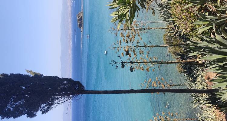 Tall tree and agave plants overlooking a brilliant blue bay with small boats and distant mountains.