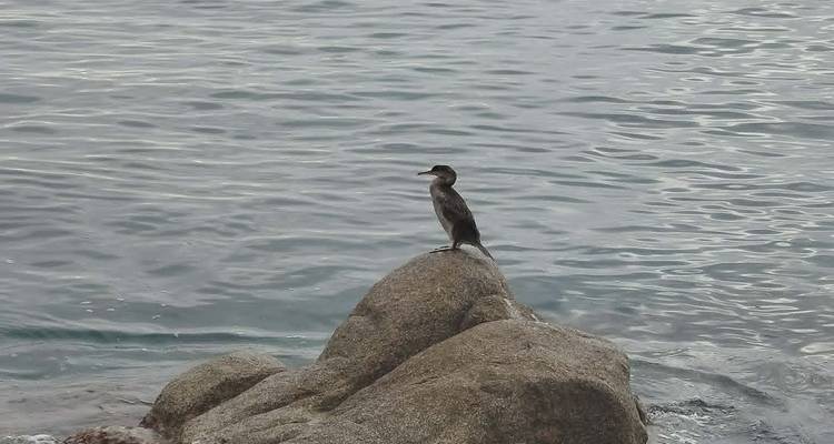 Un oiseau marin perché sur un rocher entouré de légères ondulations d'eau gris-bleu.